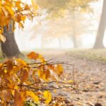 yellowleavesinfall | Catalyst Center