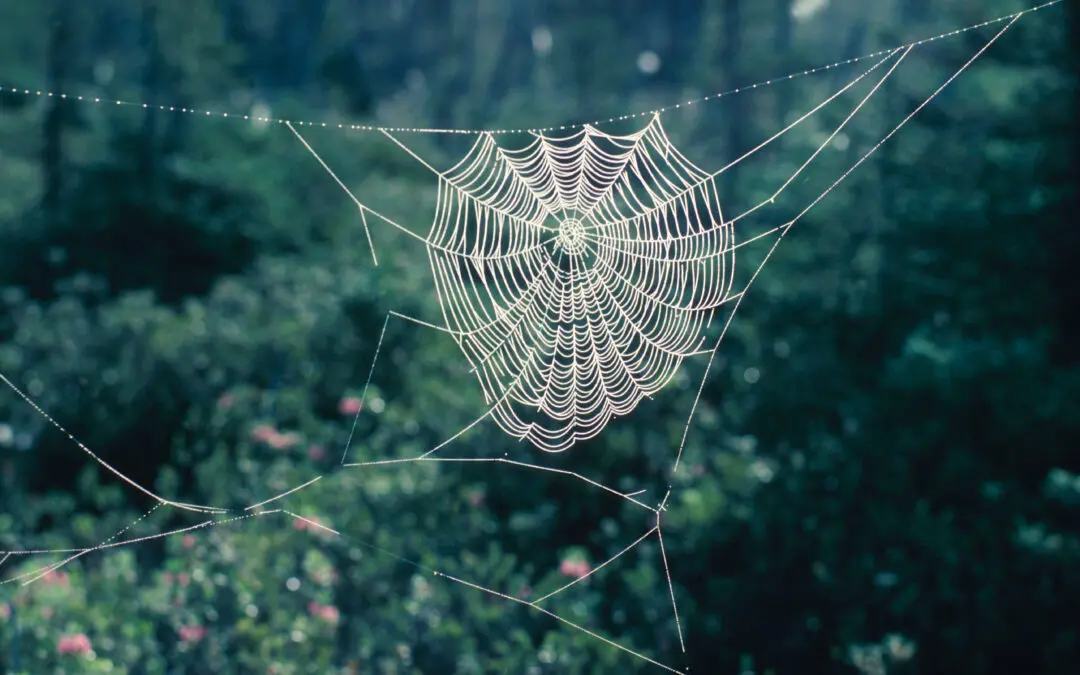 I’m No Longer Afraid of Spiders! A Therapists Experience Using the Flash Technique for Phobia