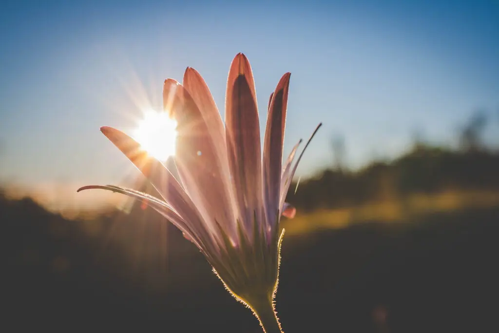 A radiant flower bathed in golden sunlight, symbolizing the warmth, clarity, and compassion of the IFS Self.