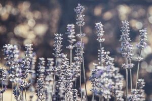 yoga for trauma, trauma sensitive yoga