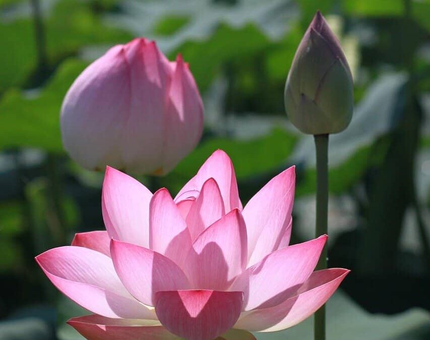 Trauma Sensitive Yoga