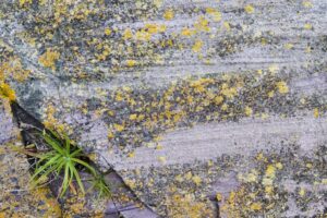 Group Ketamine assisted psychotherapy