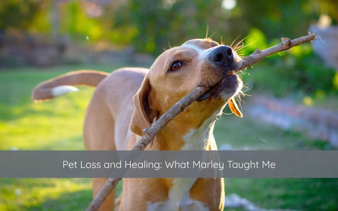 Pet Loss and Healing: What Marley Taught Me