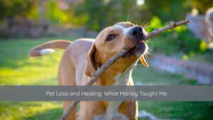 pet loss, grief and loss