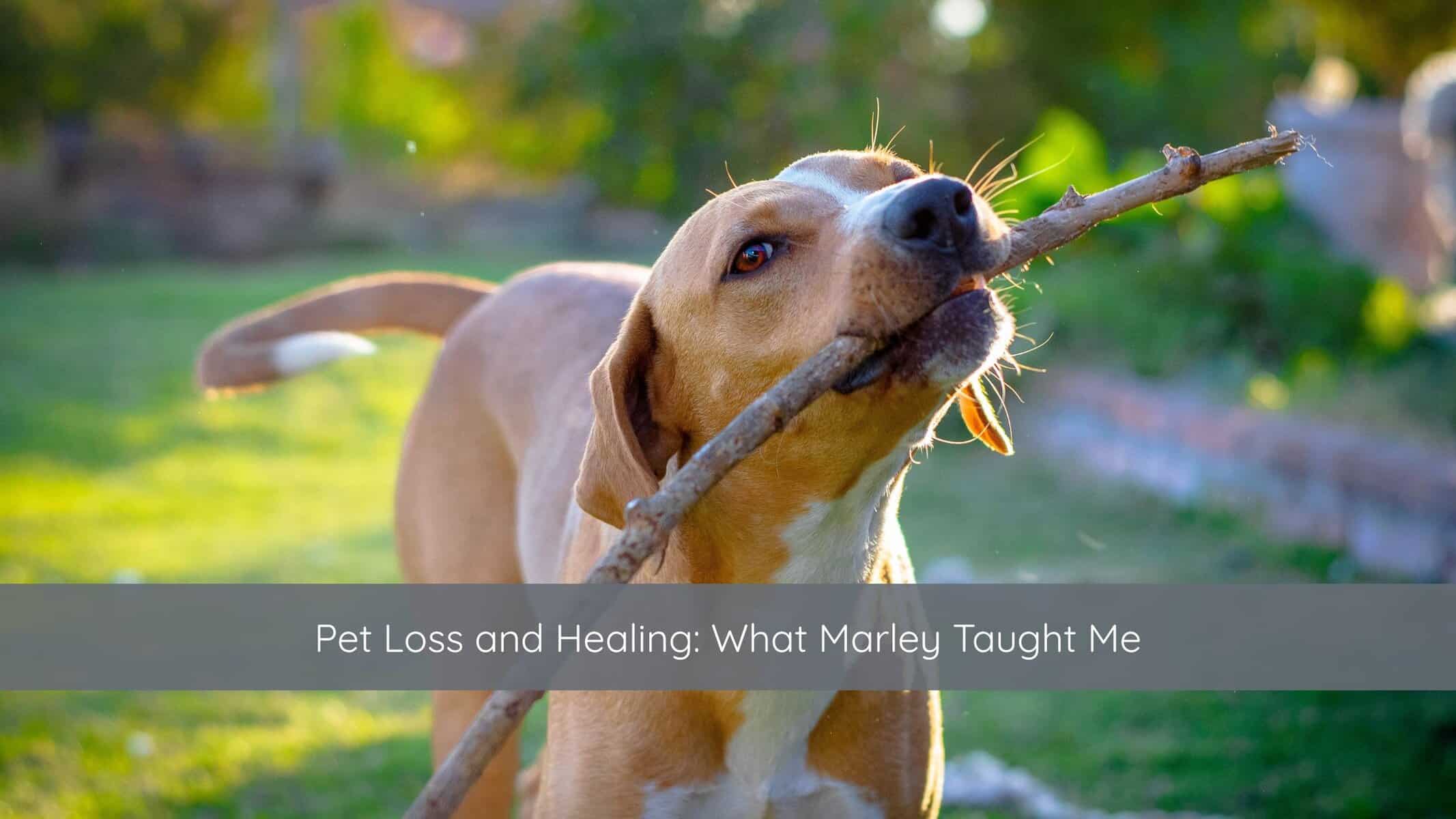 Pet Loss and Healing What Marley Taught Me | Catalyst Center pet loss, grief and loss