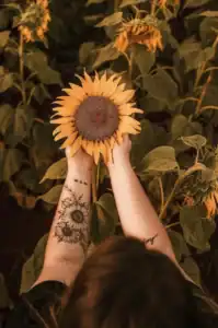 person holding sunflower