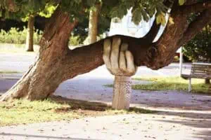 A photo of a hand holding up the branch of a tree symbolizing support for the Evergreen Community