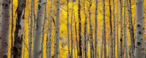 aspens in fall