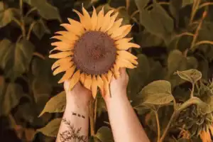 person holding sunflower crop