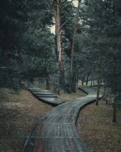 Forked forest path symbolizing inner parts and different aspects of the self.