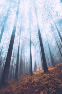 Soft sunlight streaming through trees in a peaceful forest, reflecting calm, grounding, and the healing journey of EMDR therapy