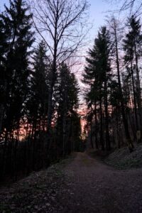 Soft morning light filtering through a forest path, symbolizing the nervous system’s natural movement from protection to safety.