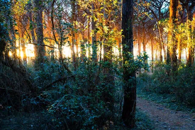 A gentle forest path representing a grounded, body-first healing journey.