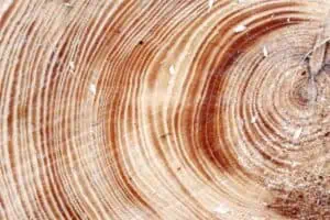 Tree rings in old wood, symbolizing inner patterns and growth