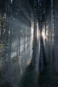 Forest path leading from fog into morning sunlight, symbolizing hope and clarity