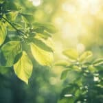 Soft morning light filtering through green leaves, symbolizing calm, renewal, and healing in the postpartum journey.