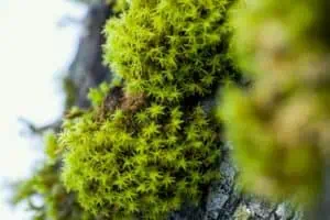 serge-shpak-X9Y84ww3HE8-unsplash | Catalyst Center Moss-covered stone in soft forest light representing sensitivity and quiet resilience