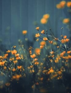 A photo of yellow flowers symbolizes hope in your relationship and renewal after a couple's retreat at The Catalyst Center.
