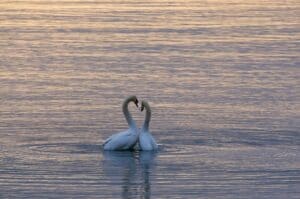 A photo of a pair of swans symbolizing connection in a couple's retreat