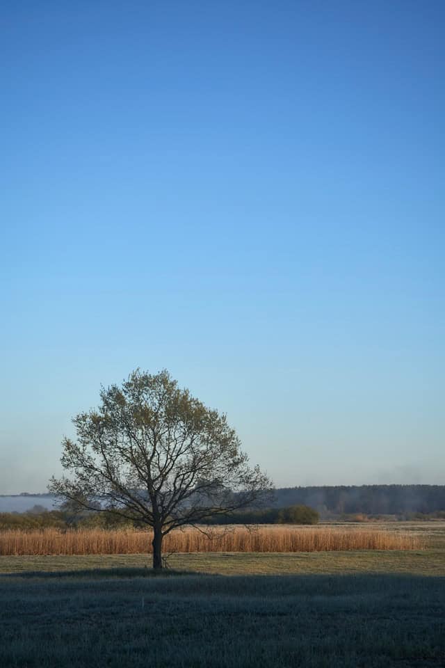 A solitary tree standing in an open field, representing stability, boundaries, and inner strength.
