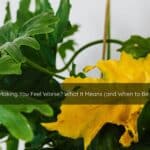 Is Therapy Making You Feel Worse What It Means and When to Be Concerned | Catalyst Center Therapy feeling harder before it gets better — a plant in soft light representing the healing process
