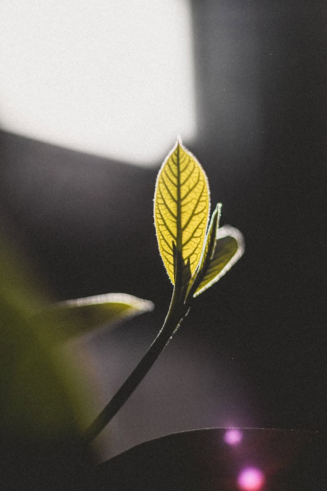 A close-up of a plant unfurling a new leaf, representing neuroplasticity and the brain's capacity for growth and change.