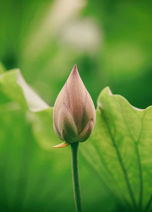 Why therapy can feel harder before it helps — a flower bud representing the early stages of emotional healing and therapy progress