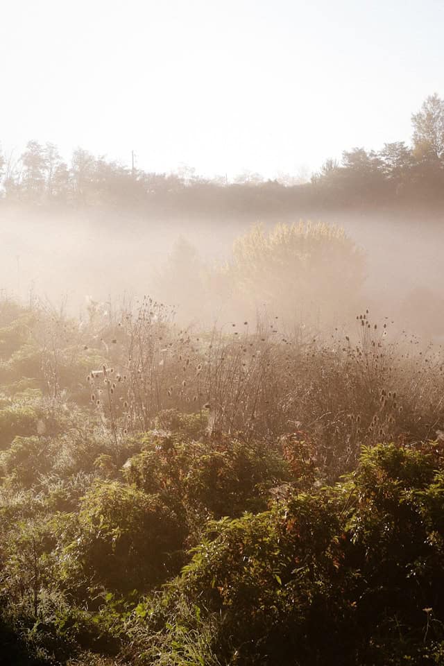 Soft morning light filtering through gentle mist as it slowly lifts over a quiet landscape
