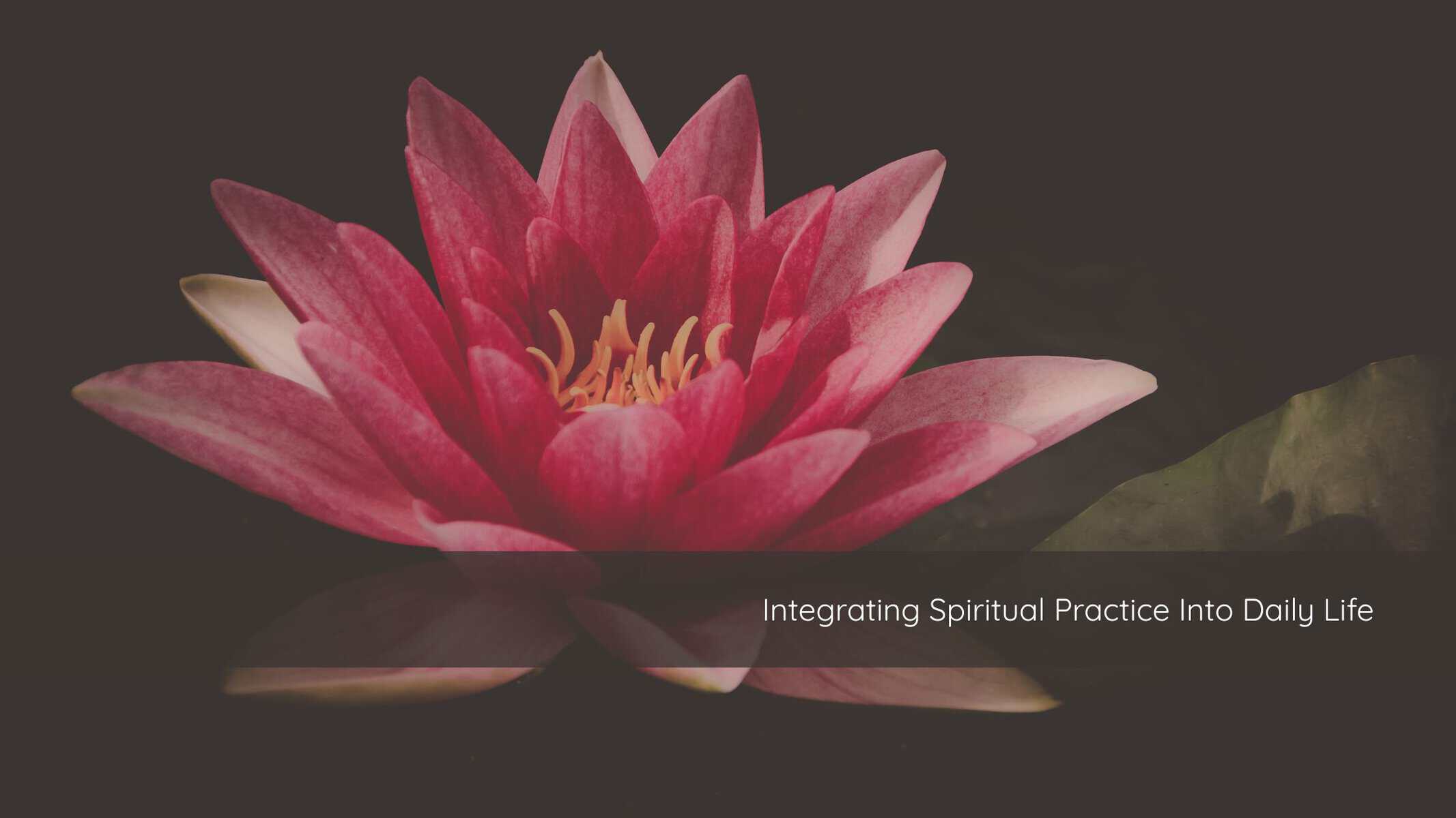 Close-up of an open lotus flower with many layered petals unfolding from the center.
