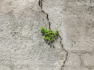 Damp earth and emerging roots, illustrating grief working invisibly beneath the surface