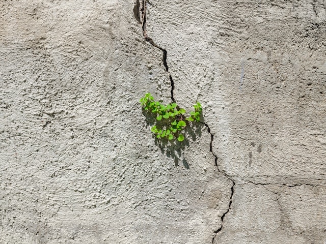 Damp earth and emerging roots, illustrating grief working invisibly beneath the surface