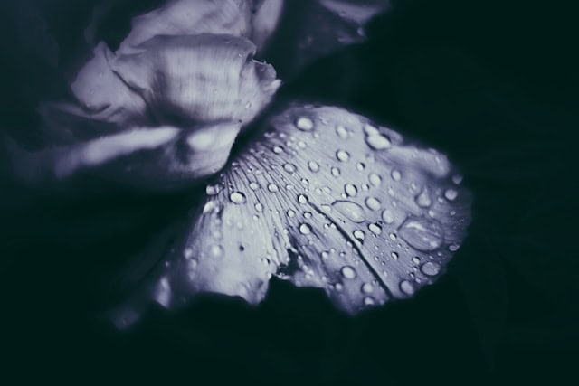 Dewdrops resting on the soft petals of a flower in morning light.
