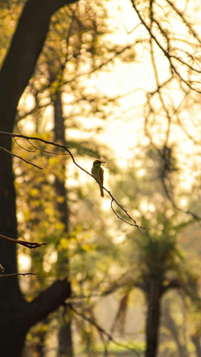 Small songbird perched on a branch in soft morning light, symbolizing nervous system calm and a sense of safety